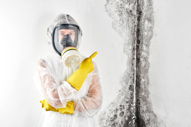 Biohazard Mold Removal in Stone Ridge, NY